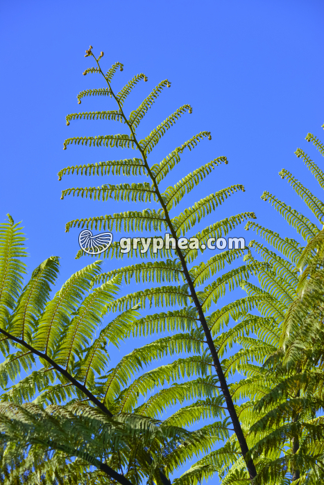 Fronde (feuille) de fougère arborescente - gryphea.org
